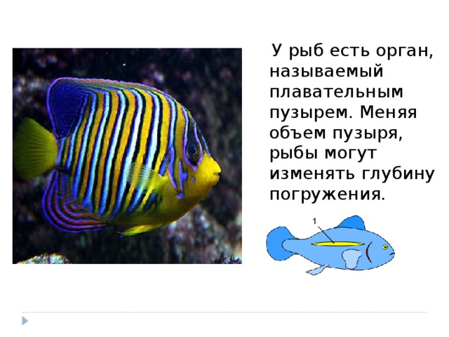 У рыб есть орган, называемый плавательным пузырем. Меняя объем пузыря, рыбы могут изменять глубину погружения.