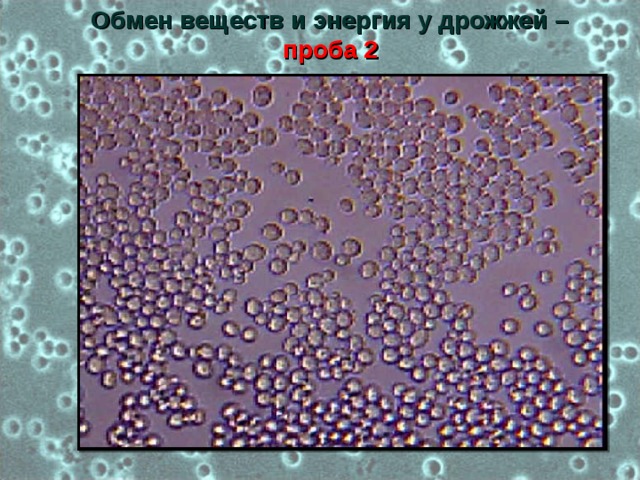 Обмен веществ и энергия у дрожжей – проба 2