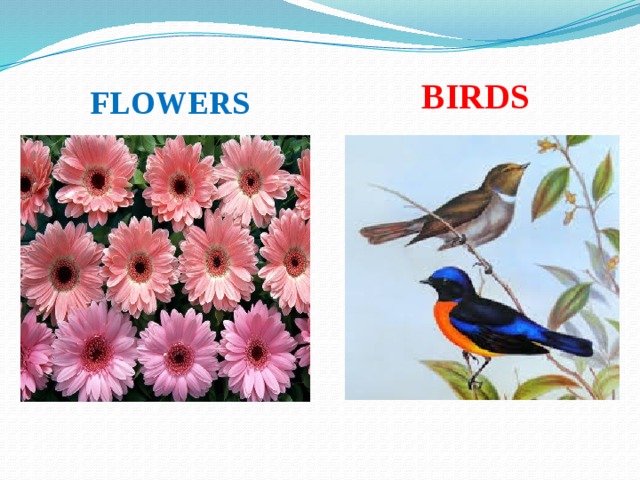 BIRDS FLOWERS