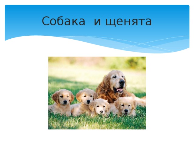 Собака и щенята