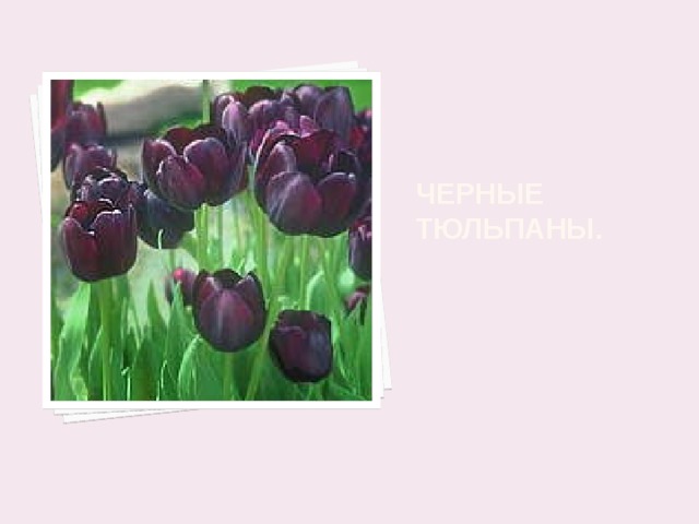 Черные тюльпаны.