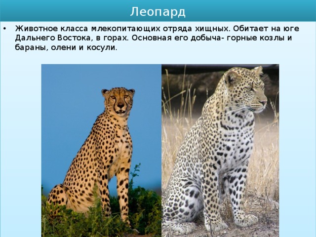 Леопард