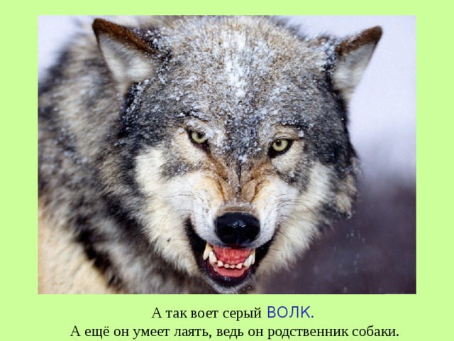 А так воет серый  ВОЛК .  А ещё он умеет лаять, ведь он родственник собаки.