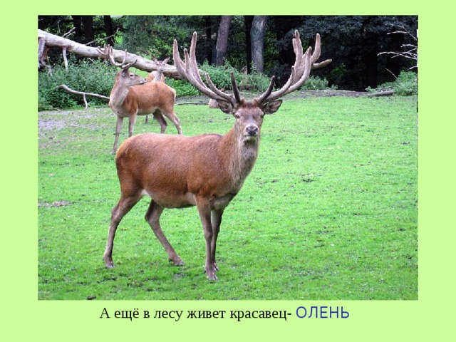 А ещё в лесу живет красавец- ОЛЕНЬ