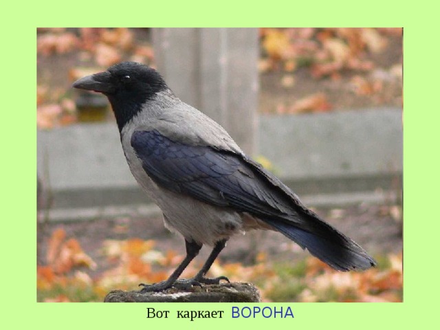 Вот каркает ВОРОНА