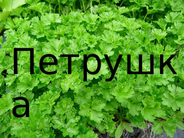 Петрушка