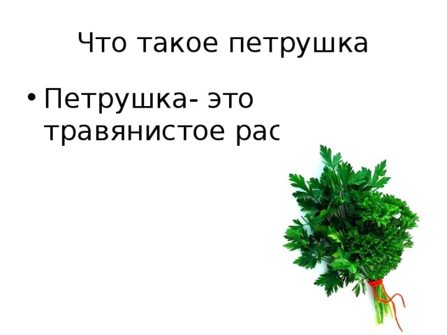 Что такое петрушка