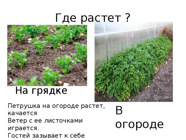 Где растет ? На грядке Петрушка на огороде растет, качается Ветер с ее листочками играется. Гостей зазывает к себе игриво. Смотрите же все, как я красива! В огороде