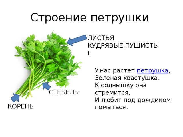 Строение петрушки ЛИСТЬЯ КУДРЯВЫЕ,ПУШИСТЫЕ У   нас растет  петрушка , Зеленая хвастушка. К солнышку она стремится, И любит под дождиком помыться. СТЕБЕЛЬ КОРЕНЬ