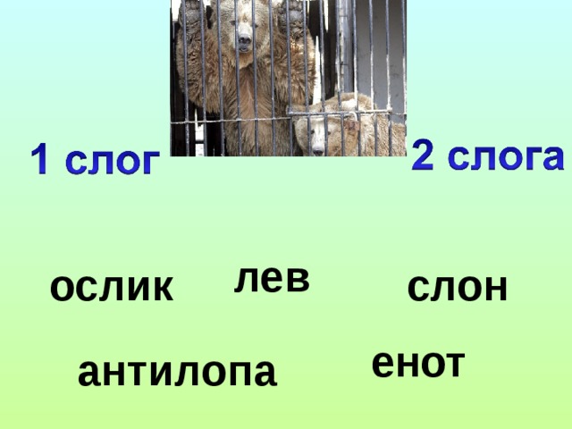 лев   слон  ослик     енот     антилопа