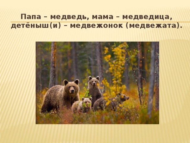 Папа – медведь, мама – медведица, детёныш(и) – медвежонок (медвежата).