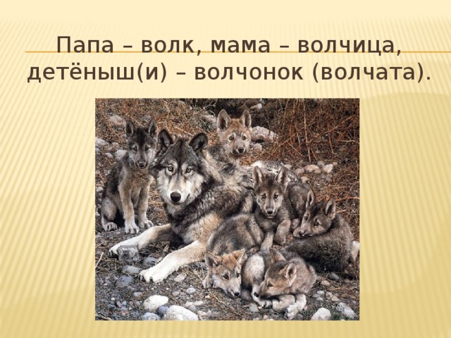 Папа – волк, мама – волчица, детёныш(и) – волчонок (волчата).