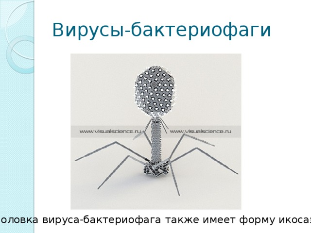 Вирусы-бактериофаги Головка вируса-бактериофага также имеет форму икосаэдра