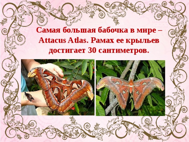 Самая большая бабочка в мире – Attacus Atlas. Рамах ее крыльев достигает 30 сантиметров.