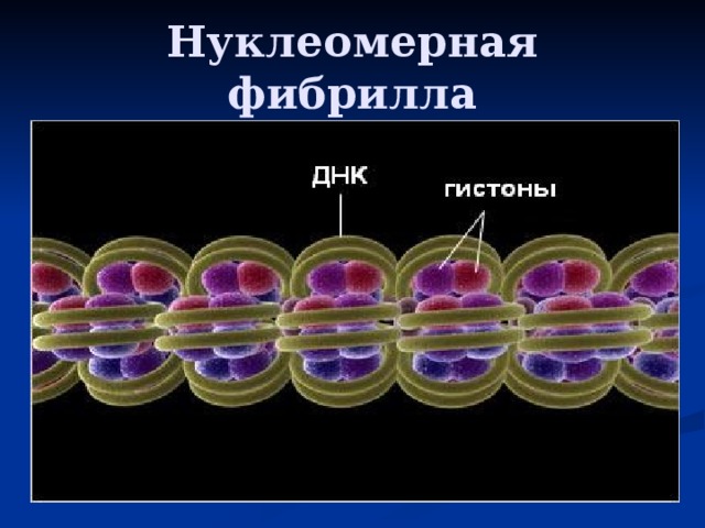 Нуклеомерная фибрилла