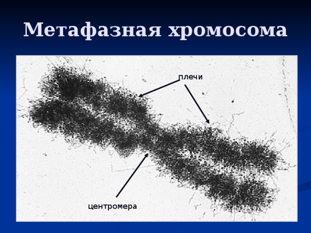 Метафазная хромосома плечи центромера