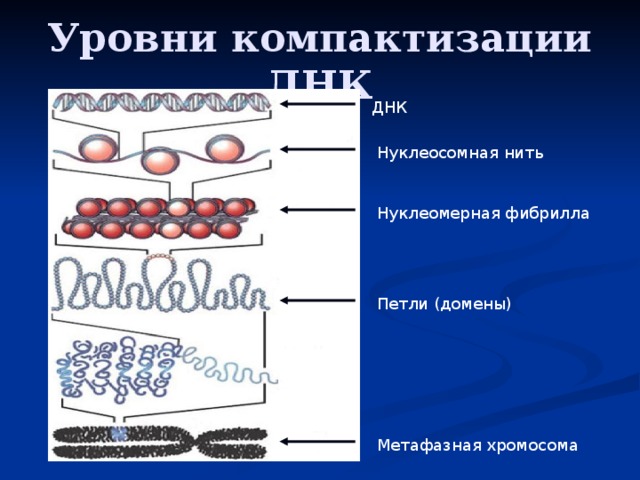 Уровни компактизации ДНК ДНК Нуклеосомная нить Нуклеомерная фибрилла Петли (домены) Метафазная хромосома