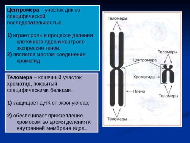 Центромера – участок днк со специфической последовательностью. 1) играет роль в процессе деления клеточного ядра и контроле экспрессии генов. 2) является местом соединения хроматид Теломера – конечный участок хроматид, покрытый специфическими белками. 1) защищает ДНК от экзонуклеаз; 2) обеспечивает прикрепление хромосом во время деления к внутренней мембране ядра.