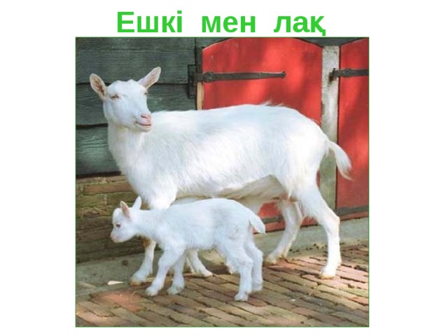 Ешкі мен лақ