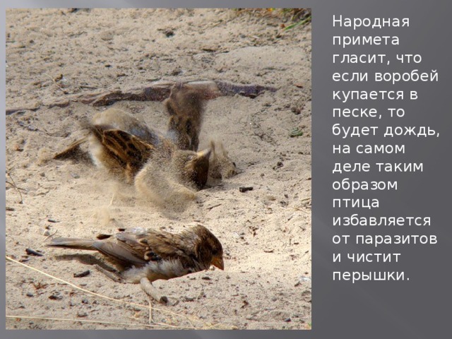 Народная примета гласит, что если воробей купается в песке, то будет дождь, на самом деле таким образом птица избавляется от паразитов и чистит перышки.