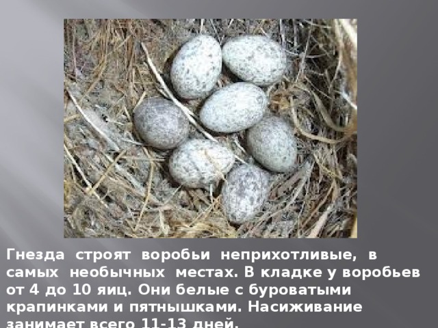 Гнезда строят воробьи неприхотливые, в самых необычных местах. В кладке у воробьев от 4 до 10 яиц. Они белые с буроватыми крапинками и пятнышками. Насиживание занимает всего 11-13 дней.