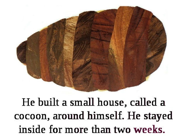 He built a small house, called a cocoon, around himself. He stayed inside for more than two weeks.  He built a small house, called a cocoon, around himself. He stayed inside for more than  two weeks. He built a small house, called a cocoon, around himself. He stayed inside for more than two weeks. He built a small house, called a cocoon, around himself. He stayed inside for more than two weeks. He built a small house, called a cocoon, around himself. He stayed inside for more than two weeks. He built a small house, called a cocoon, around himself. He stayed inside for more than two weeks. He built a small house, called a cocoon, around himself. He stayed inside for more than two weeks. He built a small house, called a cocoon, around himself. He stayed inside for more than two weeks. He built a small house, called a cocoon, around himself. He stayed inside for more than two weeks. He built a small house, called a cocoon, around himself. He stayed inside for more than two weeks. He built a small house, called a cocoon, around himself. He stayed inside for more than two weeks. He built a small house, called a cocoon, around himself. He stayed inside for more than two weeks. He built a small house, called a cocoon, around himself. He stayed inside for more than two weeks. He built a small house, called a cocoon, around himself. He stayed inside for more than two weeks. He built a small house, called a cocoon, around himself. He stayed inside for more than two weeks. He built a small house, called a cocoon, around himself. He stayed inside for more than two weeks. He  built a small house, called a cocoon, around himself. He stayed inside for more than two weeks. He built a small house, called a cocoon, around himself. He stayed inside for more than two weeks.