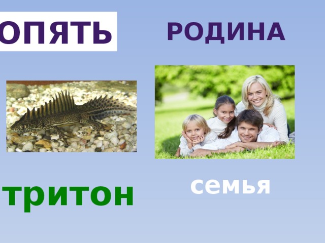 опять Родина семья тритон