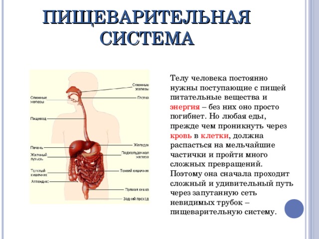 Проект пищеварительная система 3 класс