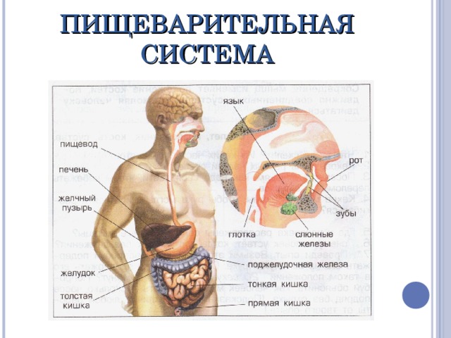 ПИЩЕВАРИТЕЛЬНАЯ СИСТЕМА