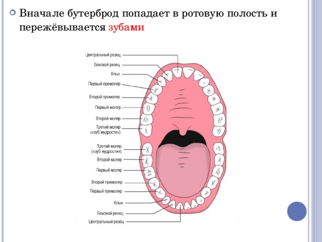 Вначале бутерброд попадает в ротовую полость и пережёвывается зубами