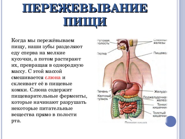 ПЕРЕЖЕВЫВАНИЕ ПИЩИ Когда мы пережёвываем пищу, наши зубы разделяют еду сперва на мелкие кусочки, а потом растирают их, превращая в однородную массу. С этой массой смешивается слюна и склеивает её в пищевые комки. Слюна содержит пищеварительные ферменты, которые начинают разрушать некоторые питательные вещества прямо в полости рта.