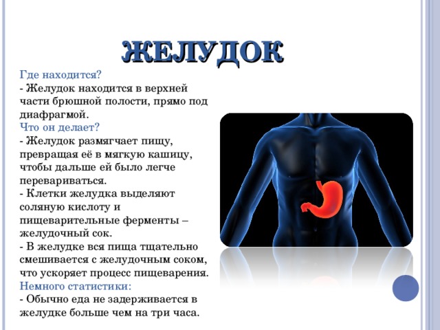 Желудок расположение у человека. Гдетнаходится желудок. Где находится желудок у человека. ГД ераспаложен желудок.