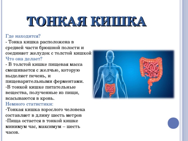 ТОНКАЯ КИШКА Где находится? - Тонка кишка расположена в средней части брюшной полости и соединяет желудок с толстой кишкой Что она делает? - В толстой кишке пищевая масса смешивается с желчью, которую выделяет печень, и пищеварительными ферментами. В тонкой кишке питательные вещества, полученные из пищи, всасываются в кровь. Немного статистики: