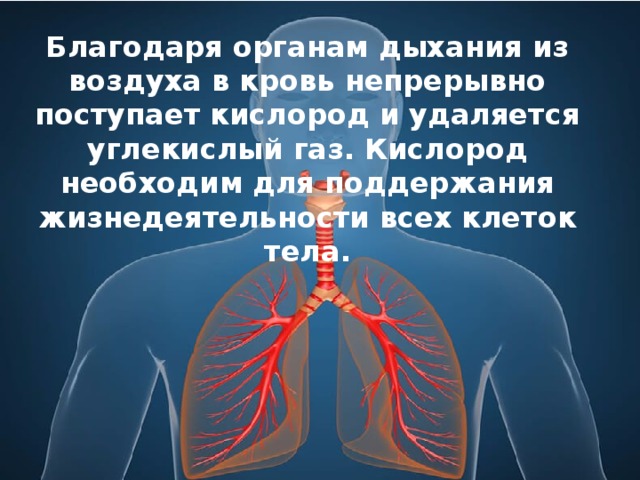 Благодаря органам дыхания из воздуха в кровь непрерывно поступает кислород и удаляется углекислый газ. Кислород необходим для поддержания жизнедеятельности всех клеток тела.