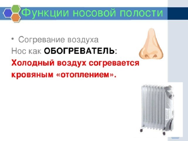 В носовой полости согревается