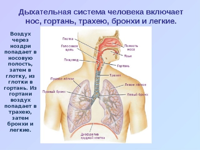 Воздух через ноздри попадает в носовую полость, затем в глотку, из глотки в гортань. Из гортани воздух попадает в трахею, затем бронхи и легкие.
