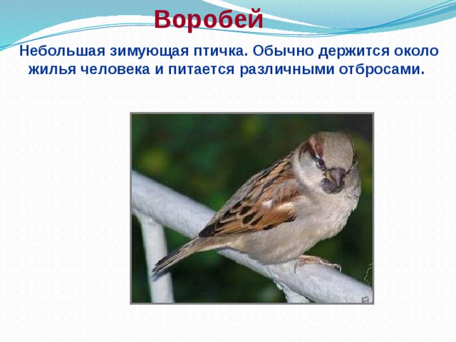 Воробей Небольшая зимующая птичка. Обычно держится около жилья человека и питается различными отбросами.
