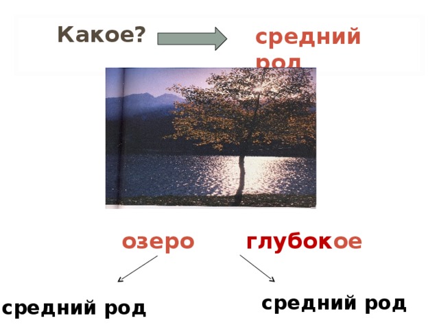 средний род средний род  Какое? озеро  глубок ое средний род