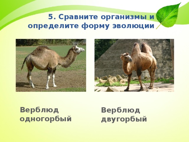 5. Сравните организмы и определите форму эволюции Верблюд одногорбый Верблюд двугорбый