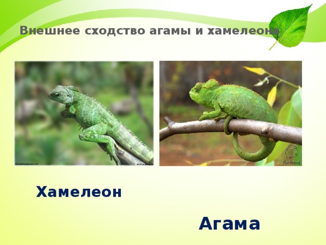 Внешнее сходство агамы и хамелеона  Хамелеон  Агама