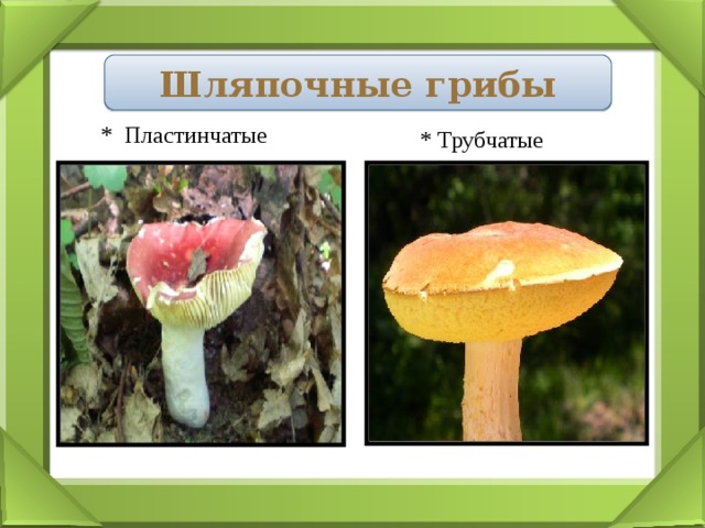 Шляпочные грибы  * Пластинчатые * Трубчатые