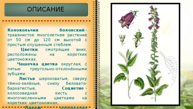 ОПИСАНИЕ Колокольчик болонский  - травянистое многолетнее растение от 50 см до 120 см высотой с простым опушенным стеблем.  Цветки , смотрящие вниз, расположены на коротких цветоножках.  Чашечка цветка округлая, с пятью треугольно-отклонёнными зубцами.  Листья шероховатые, сверху тёмно-зелёные, снизу беловато-бархатистые, Соцветие - колосовидная кисть с многочисленными цветками на коротких  цветоножках.   Плоды - шаровидные многосемянные коробочки.