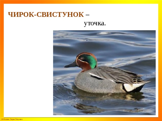 ЧИРОК-СВИСТУНОК  –  уточка.