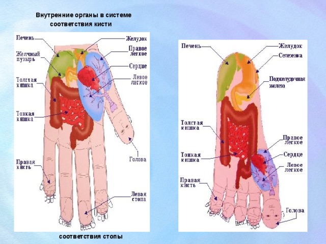 Внутренние органы в системе  соответствия кисти                        Внутренние органы в системе  соответствия стопы