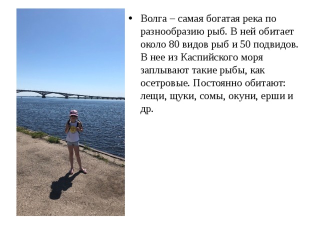 Волга – самая богатая река по разнообразию рыб. В ней обитает около 80 видов рыб и 50 подвидов. В нее из Каспийского моря заплывают такие рыбы, как осетровые. Постоянно обитают: лещи, щуки, сомы, окуни, ерши и др.