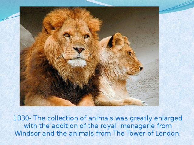 1830- The collection of animals was greatly enlarged with the addition of the royal menagerie from Windsor and the animals from The Tower of London.