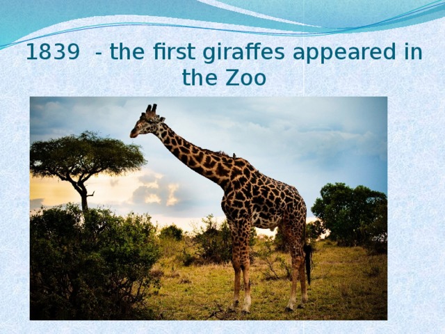 1839 - the first giraffes appeared in the Zoo