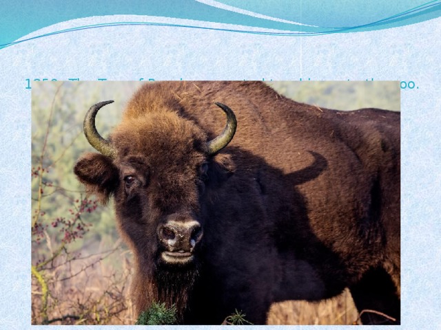1850- The Tsar of Russia presented two bisons to the zoo.