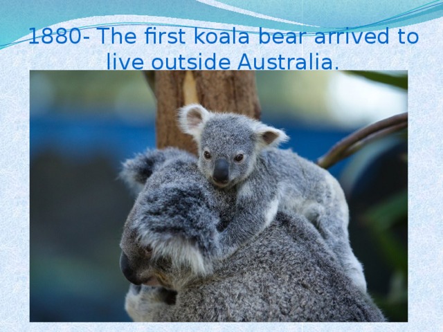 1880- The first koala bear arrived to live outside Australia.