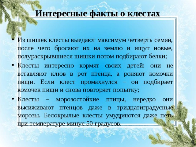 Интересные факты о клестах